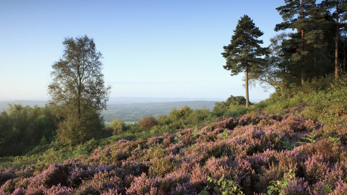 A purple haze covers the sunny hillside at Black Down, West Sussex